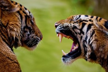 First time traveler couples might consider a try-out trip