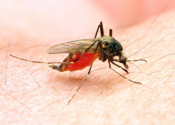 Malaria risk — anopheles mosquito